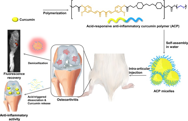 Acid-activatable polymeric curcumin nanoparticles as therapeutic agents for osteoarthritis