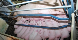 180312_CBNU Improves Breeding Swine More Effectively_2.jpg
