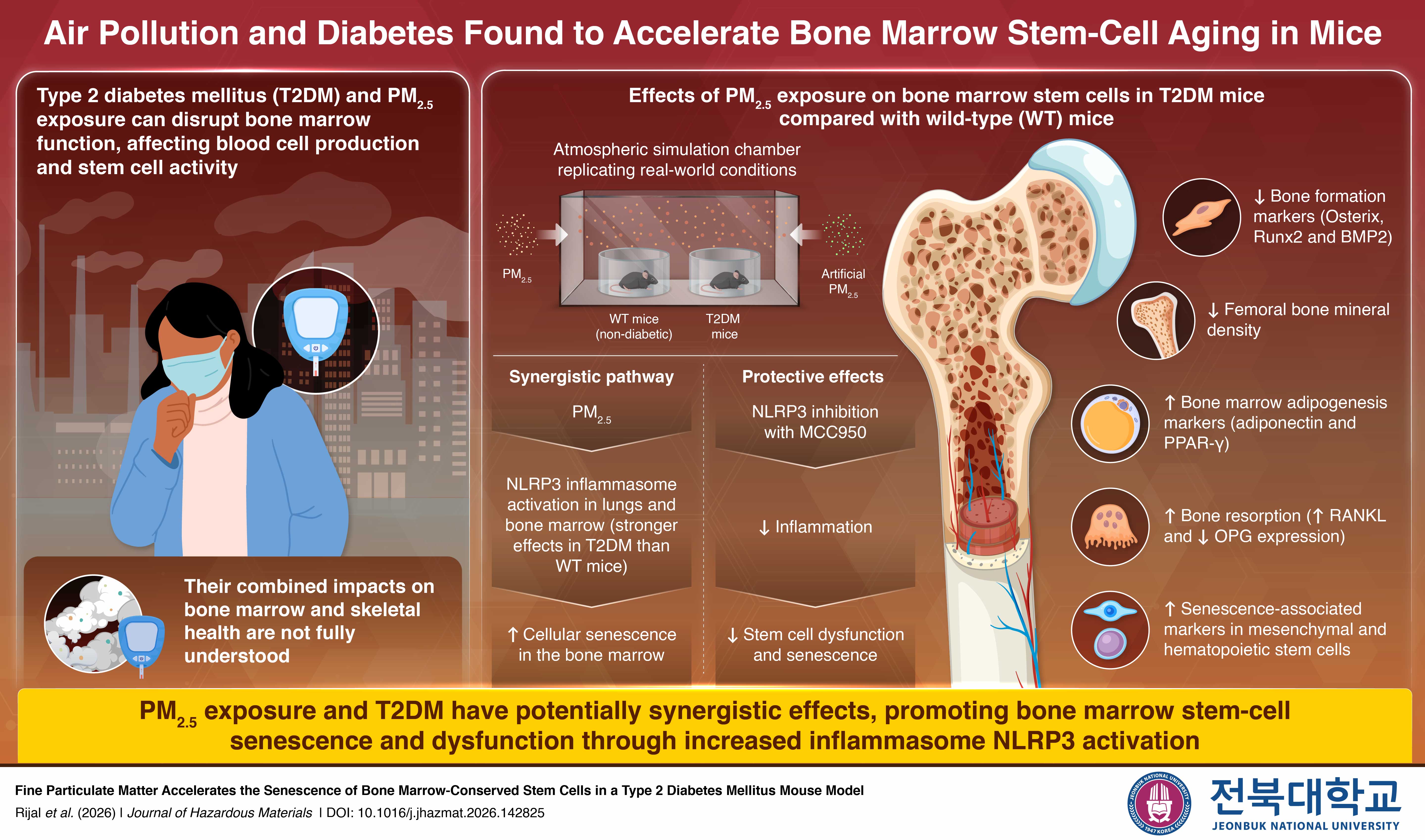 PM2.5 exposure activated the NLRP3 inflammasome, triggering inflammation in the lungs and bone marrow and contributing to stem cell aging, particularly in diabetic mice.